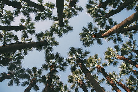 low angle view photography of palm trees thumbnail