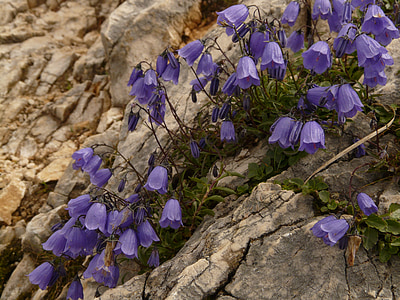 purple petaled flower bloom thumbnail