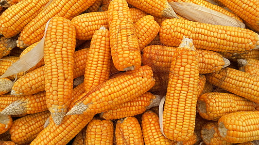 yellow corn lot thumbnail
