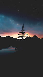 silhouette of a pine tree during dawn thumbnail