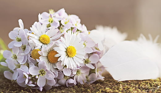 bouquet of daisy flowers thumbnail