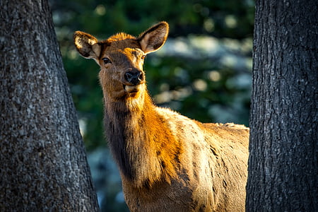 brown dder thumbnail