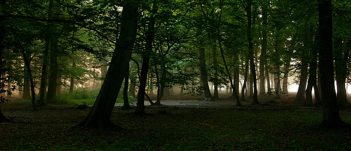 green forest surrounded by fogs thumbnail