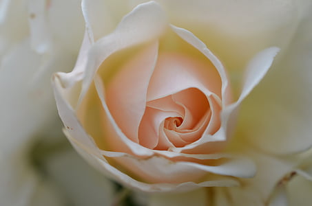 macro photography white and peach petaled flower thumbnail