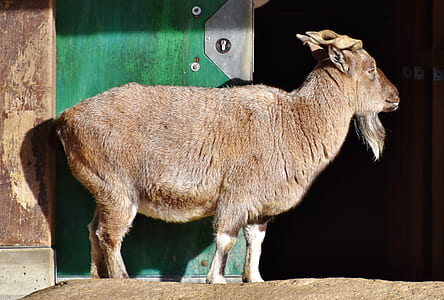 brown animal standing beside door thumbnail