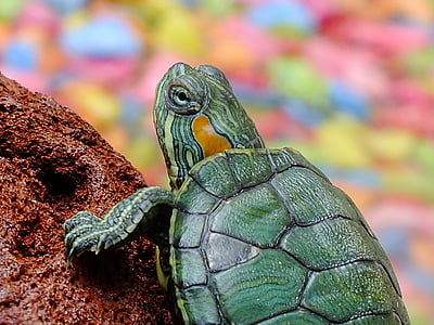 green turtle on brown rock thumbnail