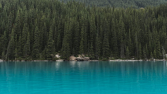blue sea near green leafed trees thumbnail