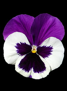blooming purple and white flower thumbnail