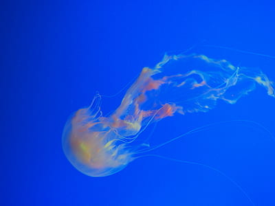 underwater photo of clear and brown jellyfish thumbnail