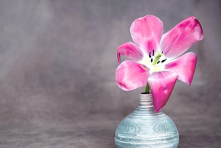 pink lily flower in vase thumbnail