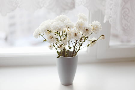 white petaled flower arrangement on white surface thumbnail