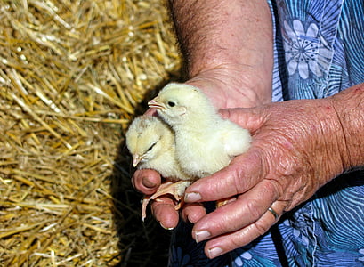 person holding two yellow chicken chicks thumbnail