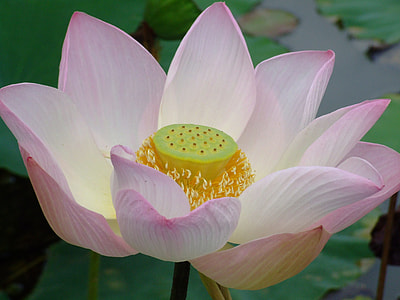 white and pink lotus flwoer thumbnail