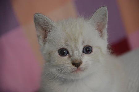 close-up photo of short-fur white kitten thumbnail
