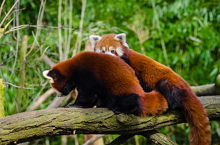 Brown and White Animal on Brown Tree Trunk thumbnail