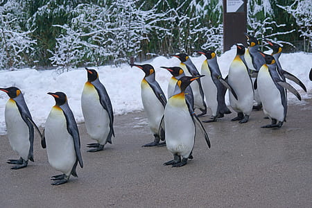 penguins on gray concrete surface thumbnail