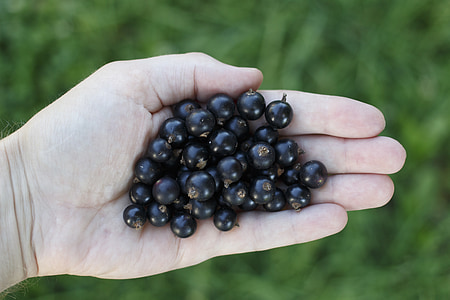 person holding bunch of fruits thumbnail