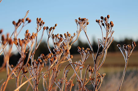 selective focus photography of brown plant thumbnail