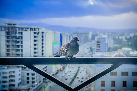 gray pigeon on railing thumbnail