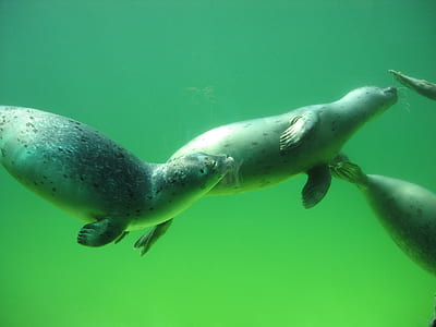 underwater photography of seals thumbnail