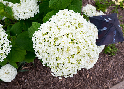 white hydrangea flower in close-up photography thumbnail