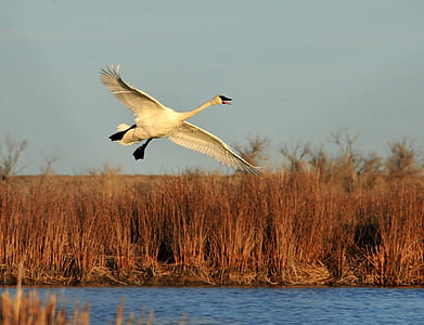 white swan flying over river thumbnail