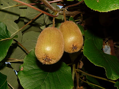 two oval brown fruits thumbnail