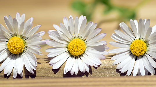 three white daisies thumbnail
