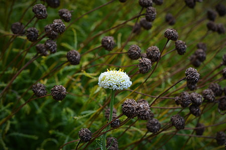 white flowering plant thumbnail