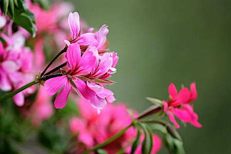 close-up photo of pink geranium flowers thumbnail