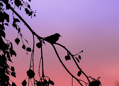 silhouette of bird hanging on tree thumbnail
