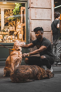 man sitting near two yellow Labrador retriever and American pit bull terrier thumbnail