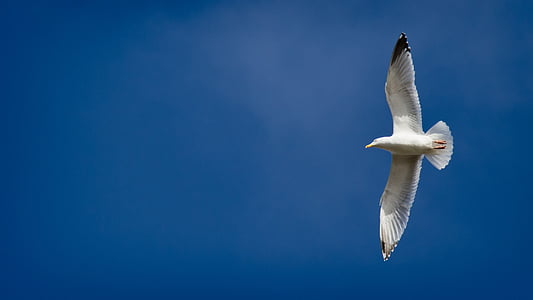 low angle photography of seagull flying under blue sky during daytime thumbnail