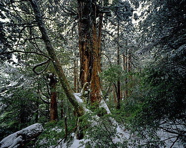 snow-covered pine forest during day thumbnail