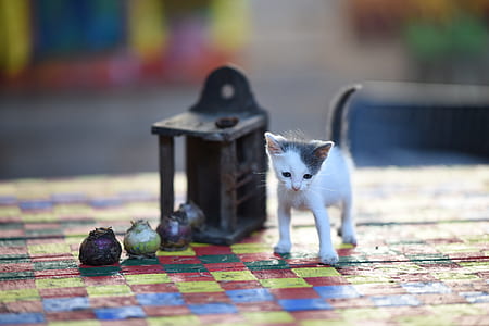 kitten standing beside balls thumbnail