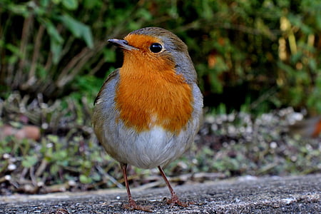 shallow focus photography of gray and brown bird during daytime thumbnail