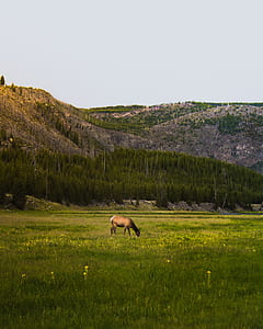 brown horse standing on grass land thumbnail