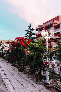 Roses of Bulgaria thumbnail