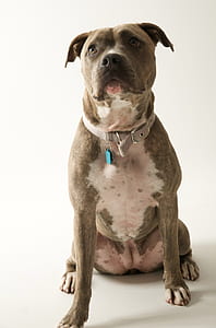 adult brown and white American pit bull terrier sitting thumbnail