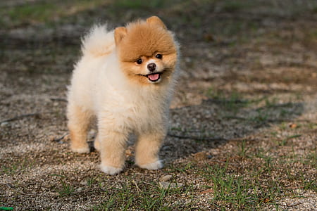 white and brown Pomeranian thumbnail