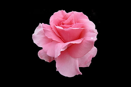 pink rose flower thumbnail