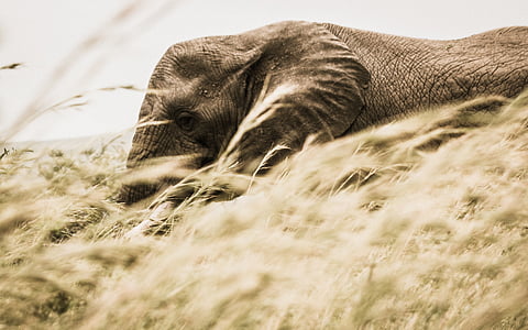 elephant surrounded with grass thumbnail