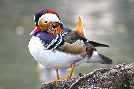 mandarin duck on black tree root thumbnail