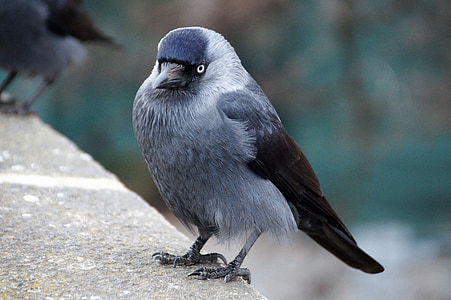 gray and brown bird on stone thumbnail