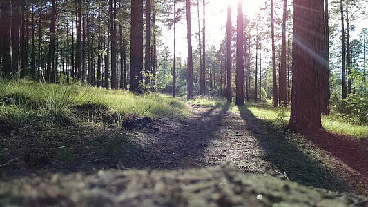 environment, flora, foliage, forest, grass thumbnail