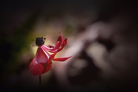 shallow focus photography of pink flower thumbnail