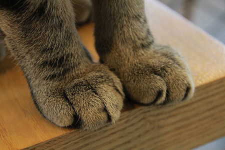 paws, cat, claw, paw, claws, feline thumbnail