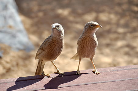 two brown birds thumbnail