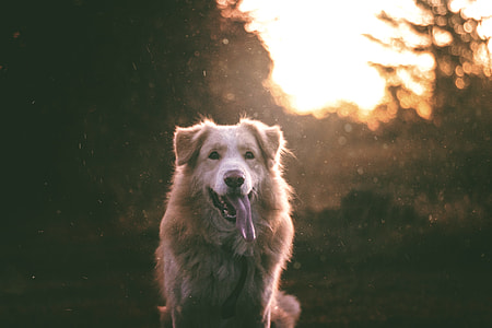 adult brown and white border collie sitting on floor outdoor thumbnail