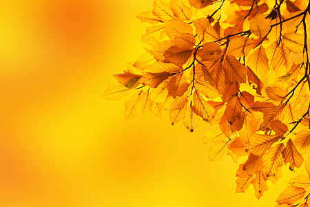 closeup photo of yellow leaves thumbnail